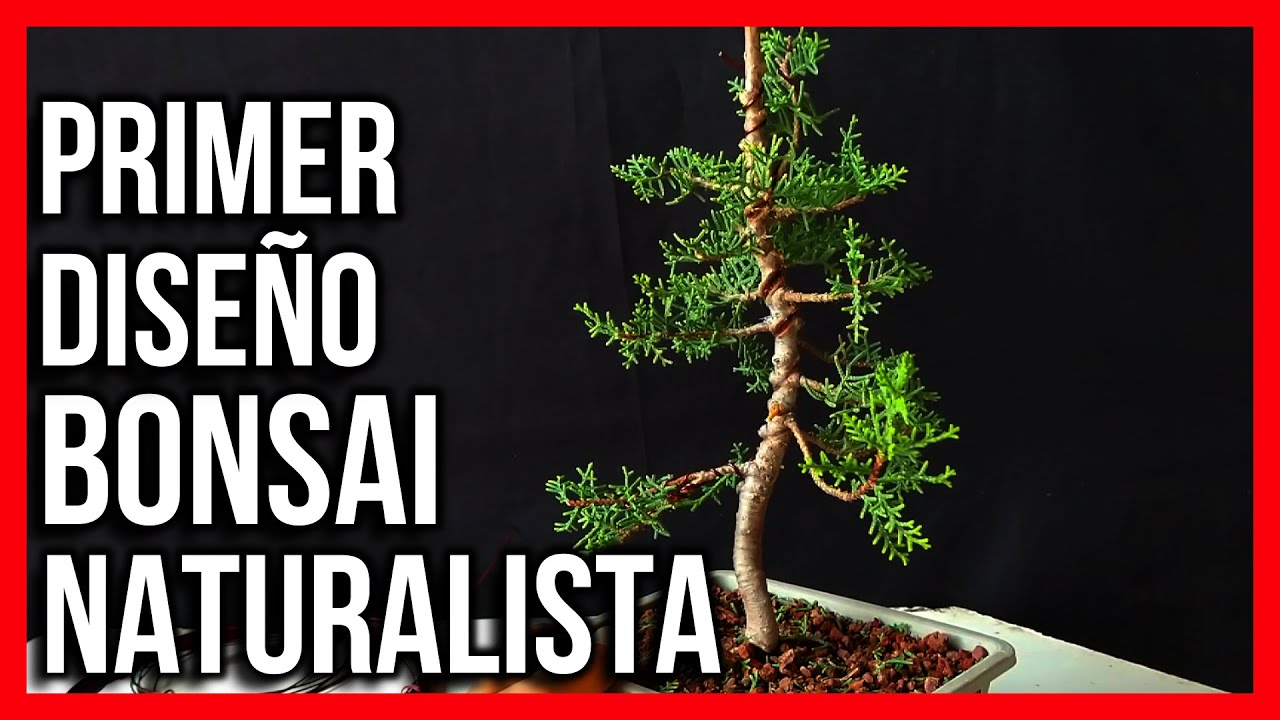 🌲COMO DISEÑAR BONSAI VERTICAL INFORMAR 🌲cultivo en colador desde semilla CIPRES SEMPERVIRENS
