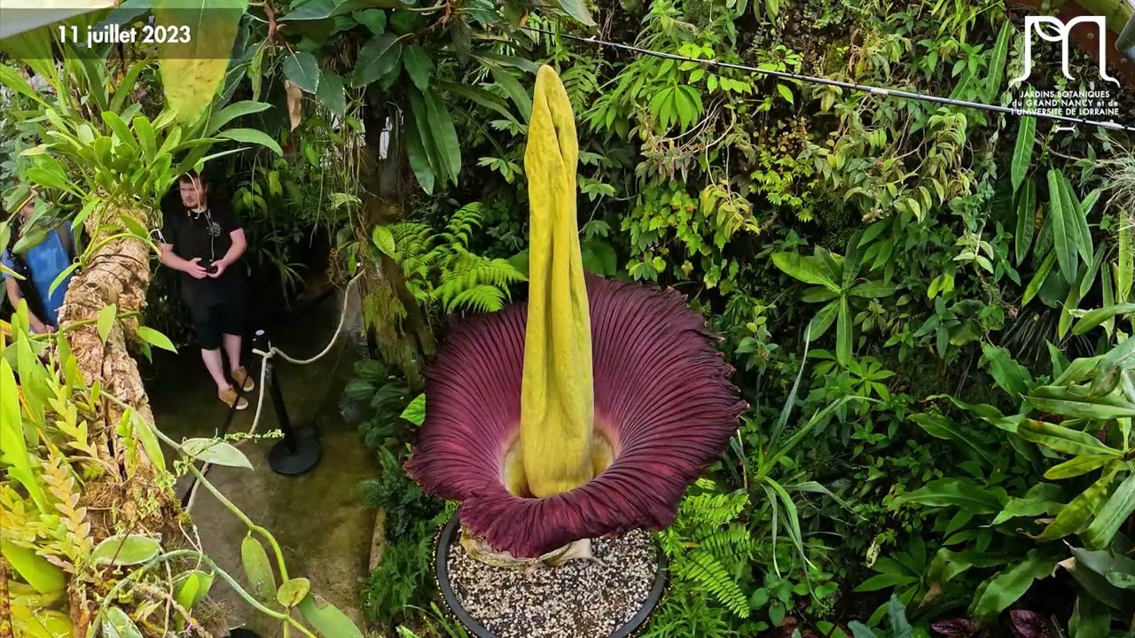 Floraison de l'Amorphophallus titanum (corpse flower, titan arum) - Time-lapse