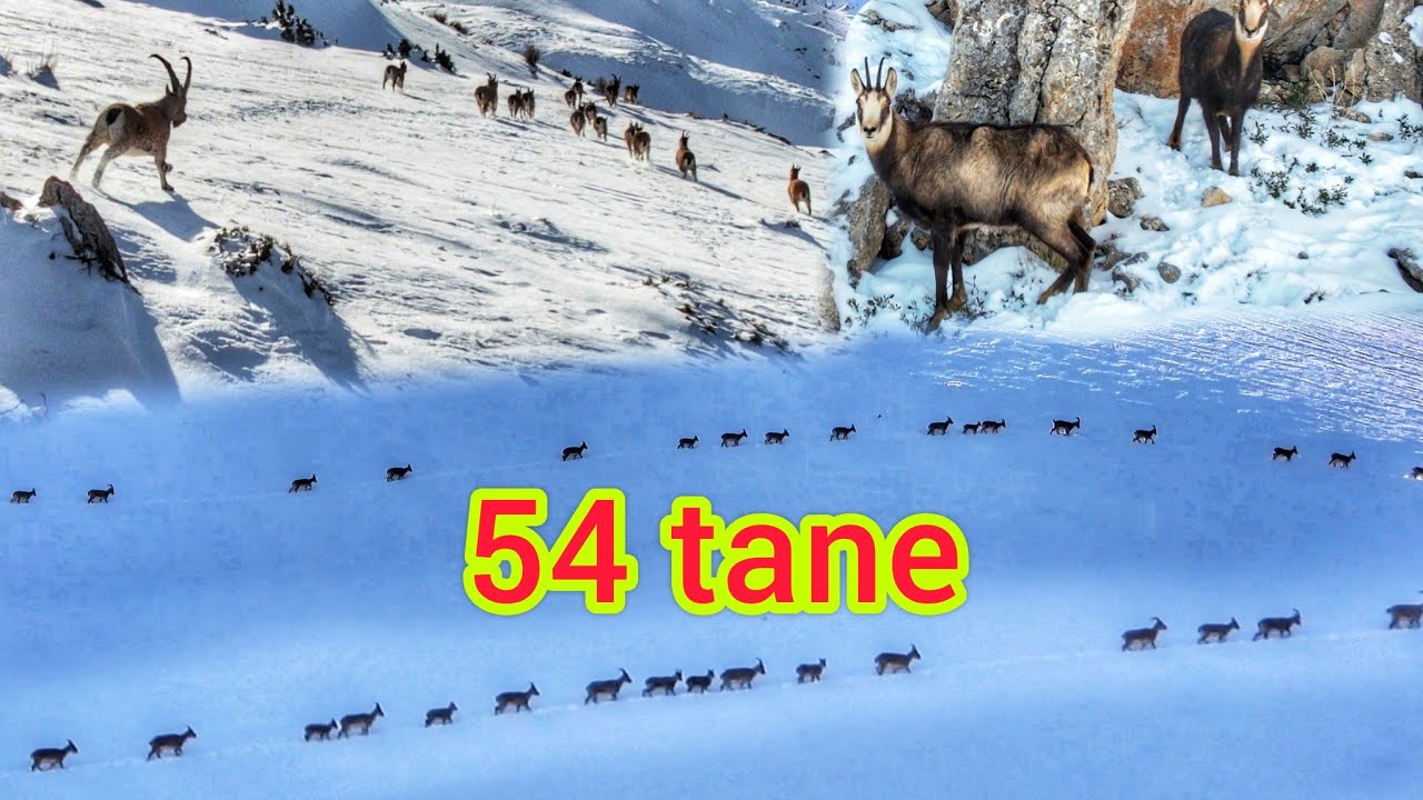TÜRKİYE'DE Kİ EN KALABALIK DAĞKEÇİSİ SÜRÜSÜNÜN  GÖÇÜNÜ GÖRÜNTÜLEDİM ~