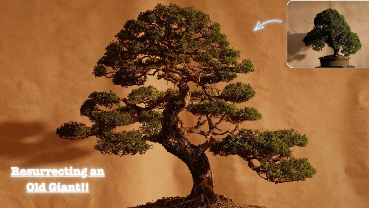 A Forgotten Bonsai: Massive Shimpaku Restoration