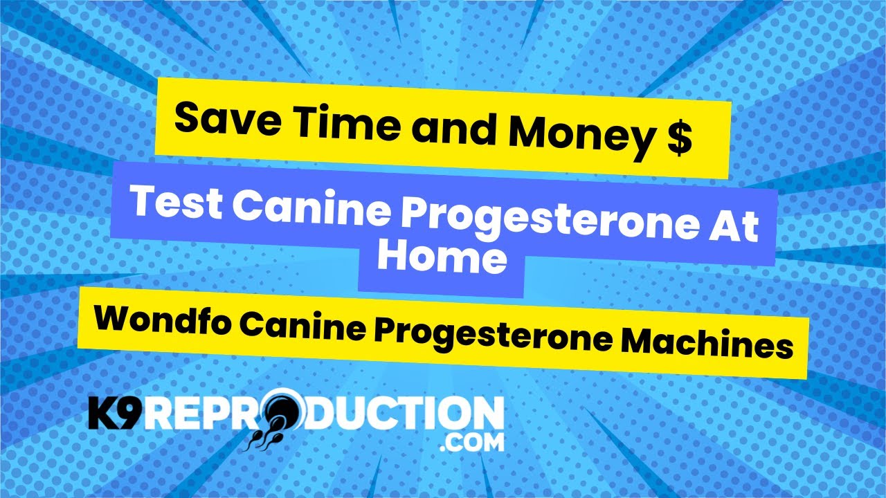 Save Time & Money with Wondfo Progesterone Testing Machines for Dogs!