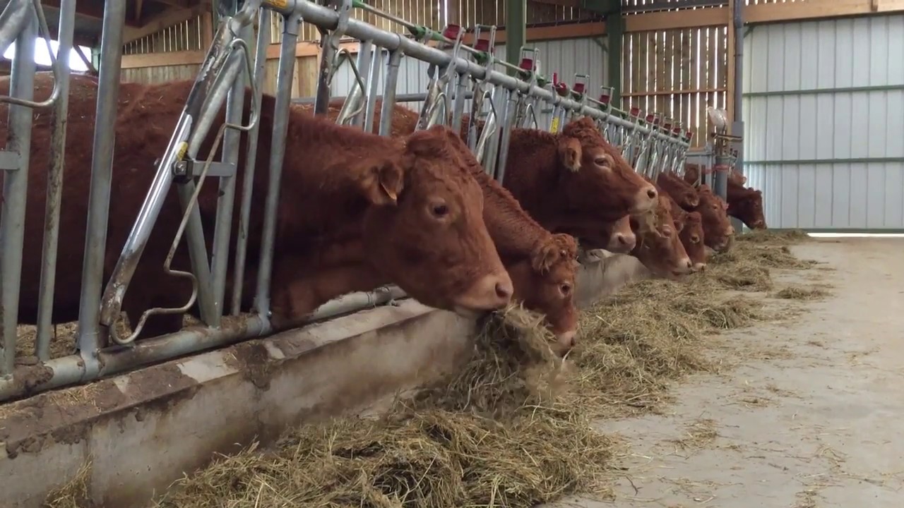 100-cow cattle shed built through French partnership