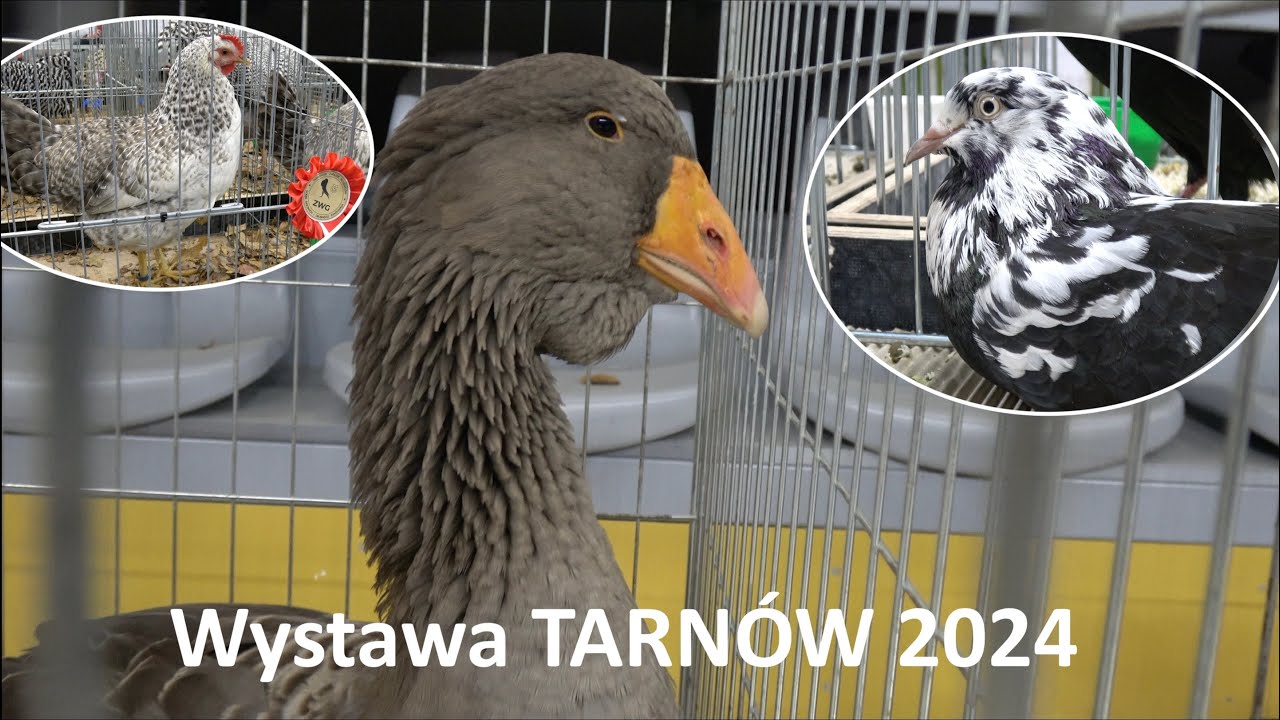 Wystawa Gołębi, Drobiu Ozdobnego i Królików w Tarnowie 2024