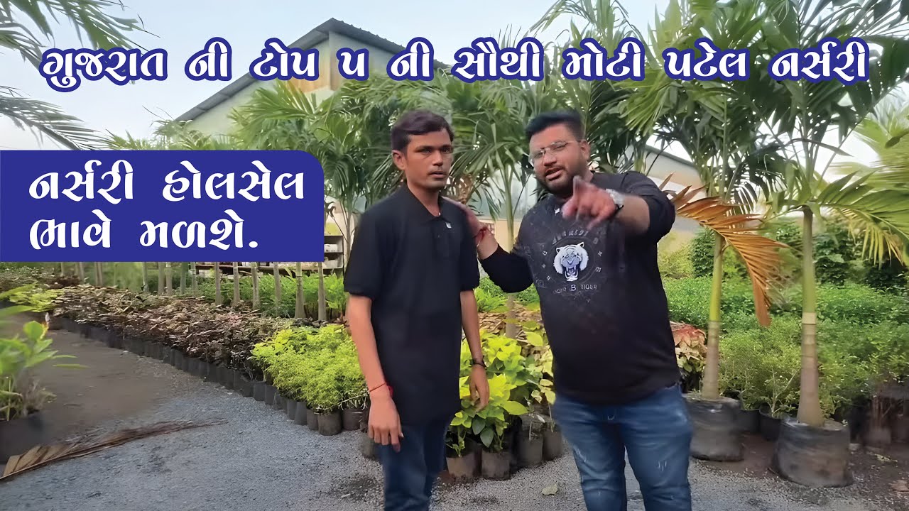 ગુજરાત ની ટોપ 5 ની સૌથી મોટી નર્સરી પટેલ નર્સરી હોલસેલ ભાવે Patel Nursery Chikhli ચીખલી ગામ