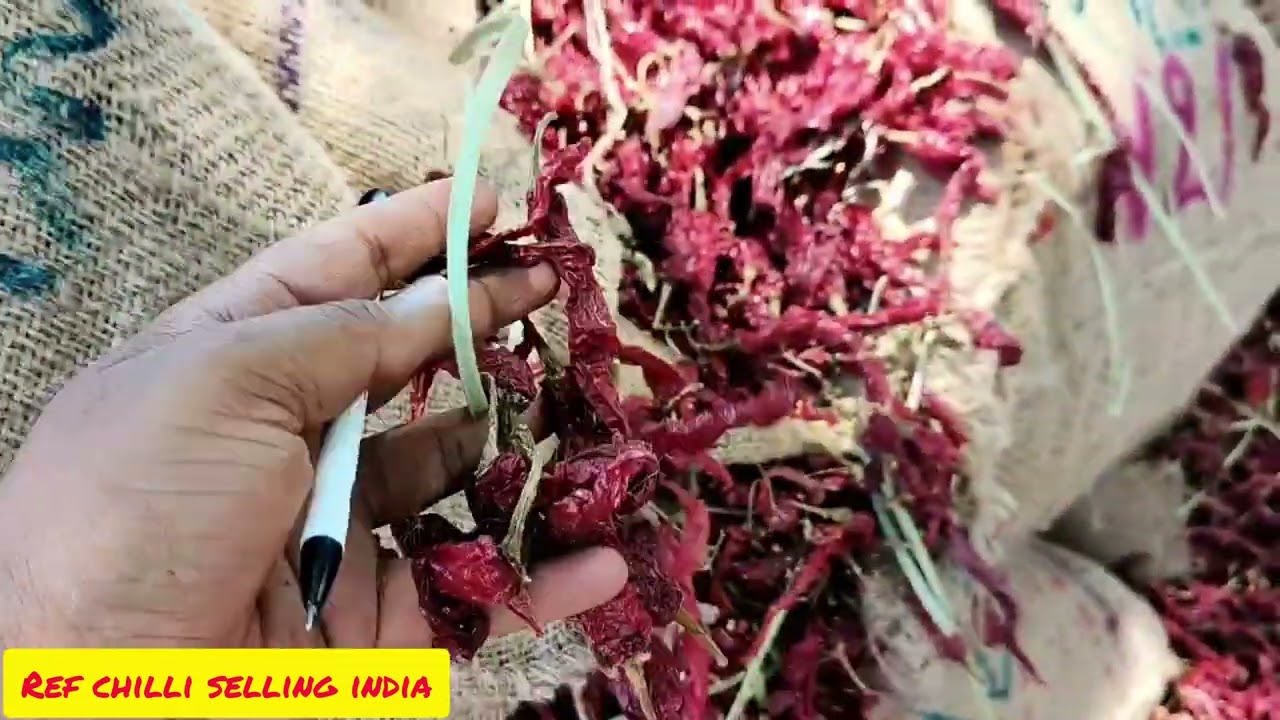Byadgi chillies Today Market report Chillies || Arrivals Bags.224000 quality || quantity available