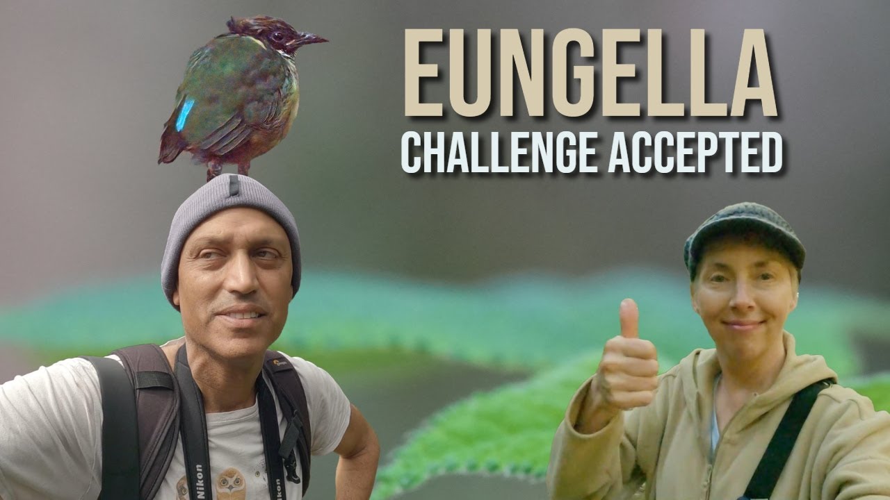 Rainforest Showdown: Two Birds, One Mission