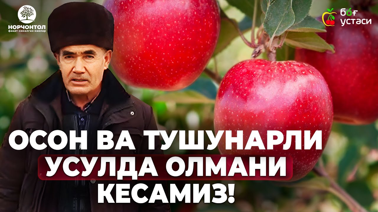 БУ УСУЛДАН КЕЙИН СИЗ ҲАМ ОЛМАНИ БЕМАЛОЛ КЕСА ОЛАСИЗ!  | ШУҲРАТ АБРОРОВ #shuhratabrorov #olma #kesish