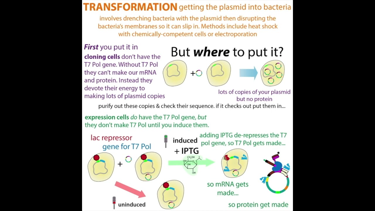 bacterial protein overexpression