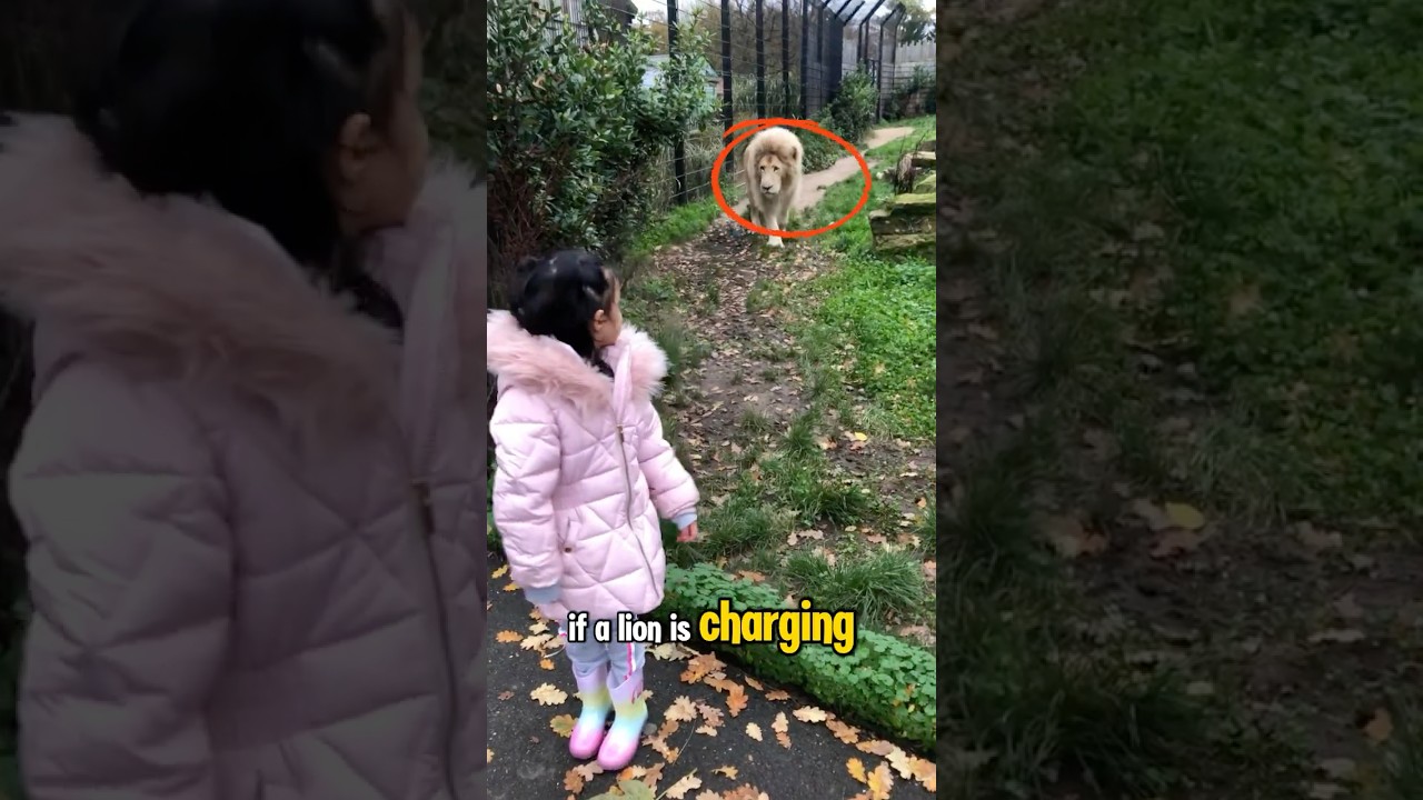 NEVER Do This If a Lion Is Chasing You! #lion #wildlife #animalfacts