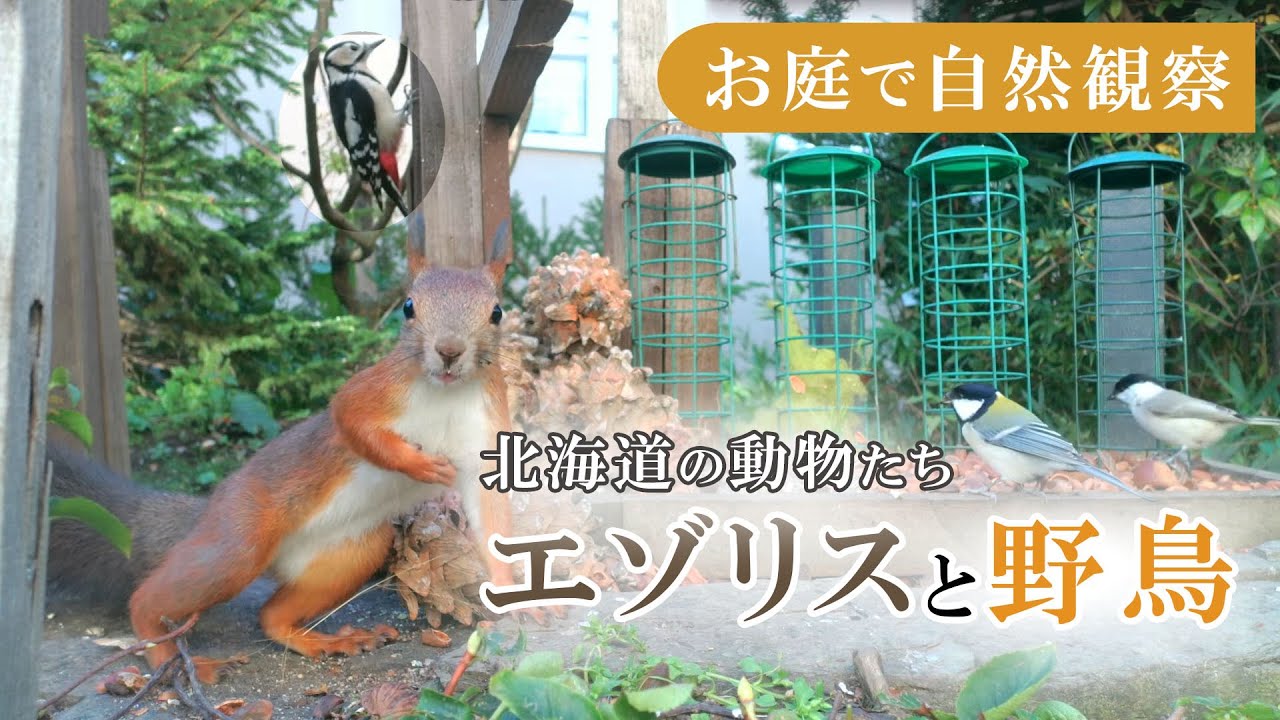 【エゾリスと野鳥の餌場(餌台)】 シジュウカラ・ゴジュウカラ・ハシブトガラ・スズメ Squirrel and Bird Live Camera 2026/02/19