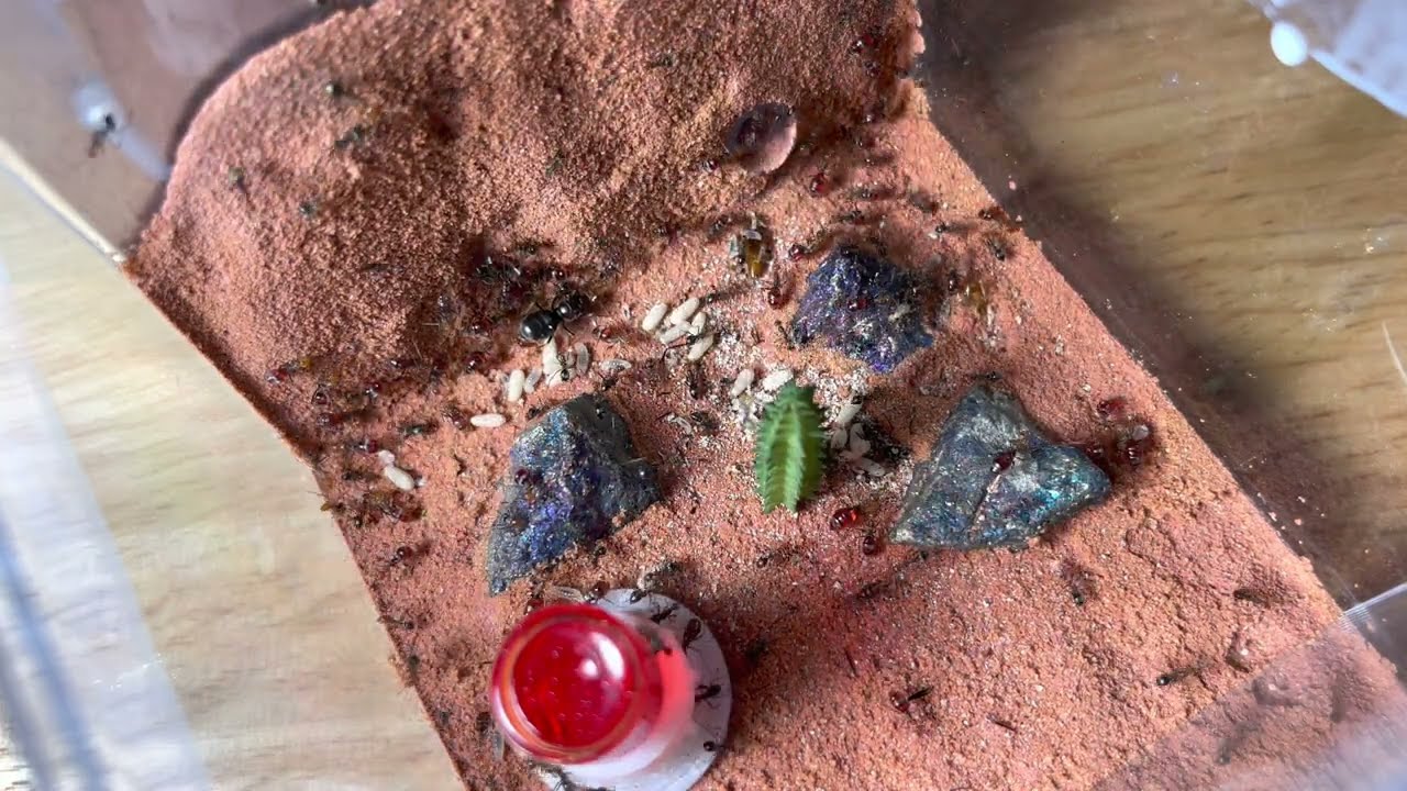 Moving my Red Headed Honey Pot Ants (Myrmecocystus placodops) to a new Nest!