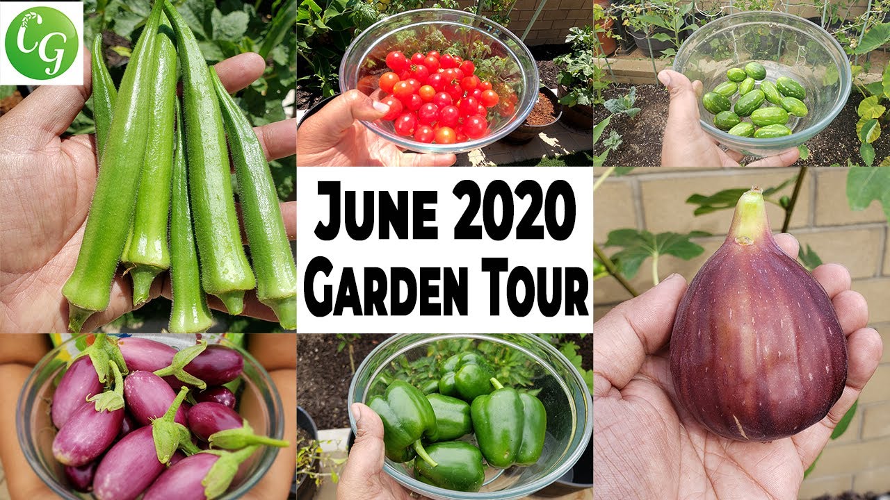 California Gardening June 2020 Garden Tour - Gardening Tips, Harvests, & more!