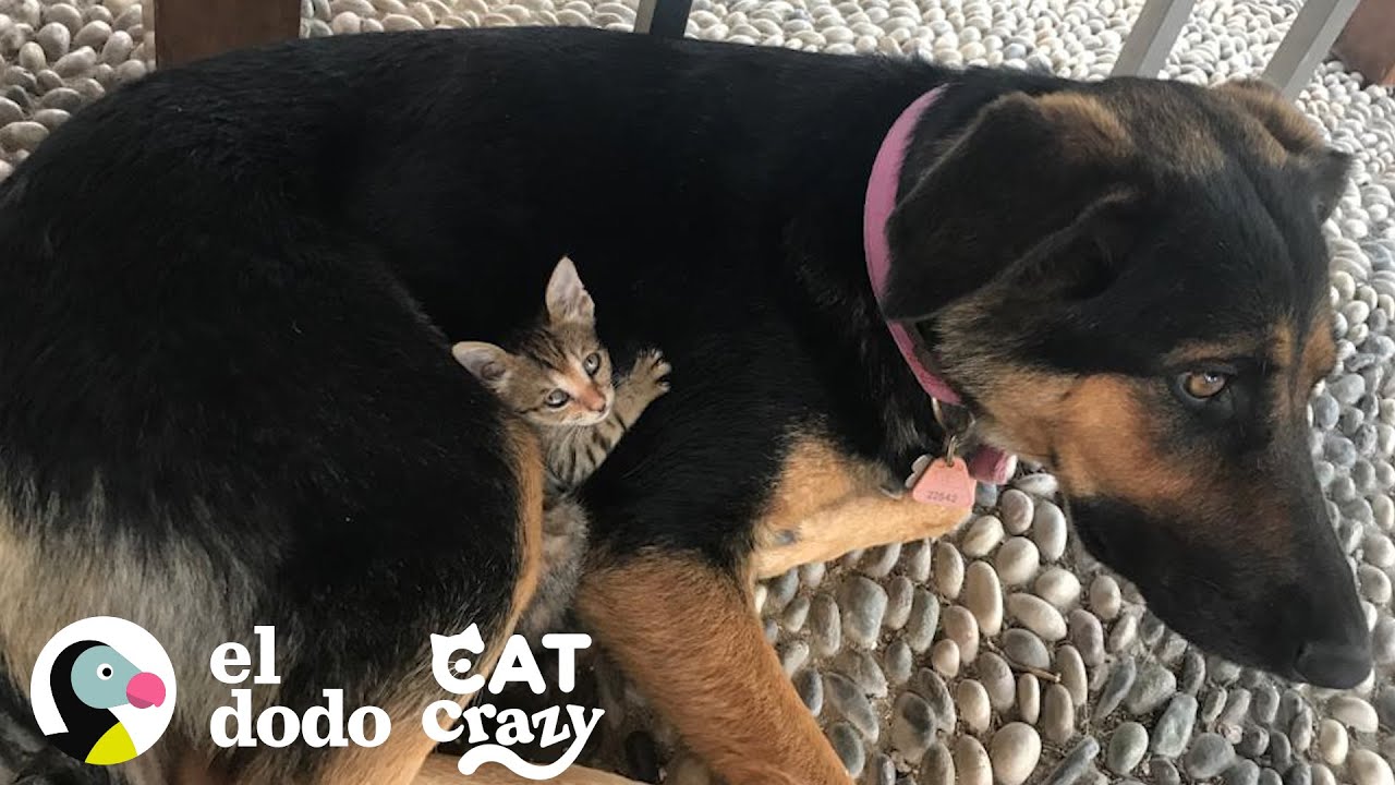 Gatita callejera elige a una perrita como su mamá I Cat Crazy | El Dodo