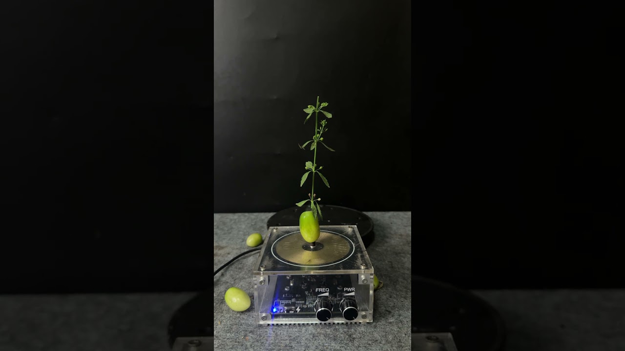 Tesla coil + young tomatoes + plants