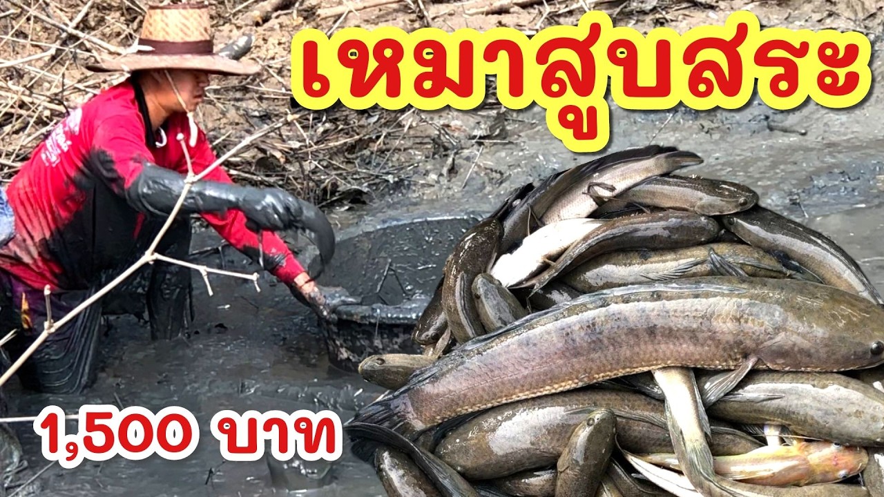 ยกยอ สูบสระ1500.-฿ ►Fishing lifestyle Ep.868