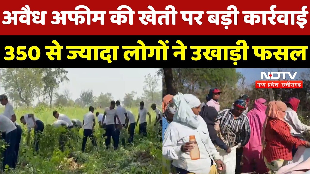 Durg Opium Farming Case: अवैध अफीम की खेती पर बड़ी कार्रवाई, 350 से ज्यादा लोगों ने उखाड़ी फसल | CG
