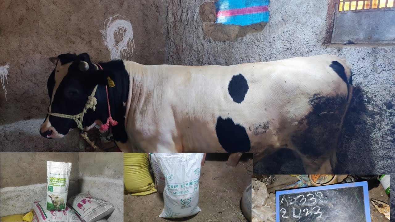 تسمين العجول) نصيحة للمبتدئين ثلاث اغلاط درتهم في البداية مديروش نفس الغلاط