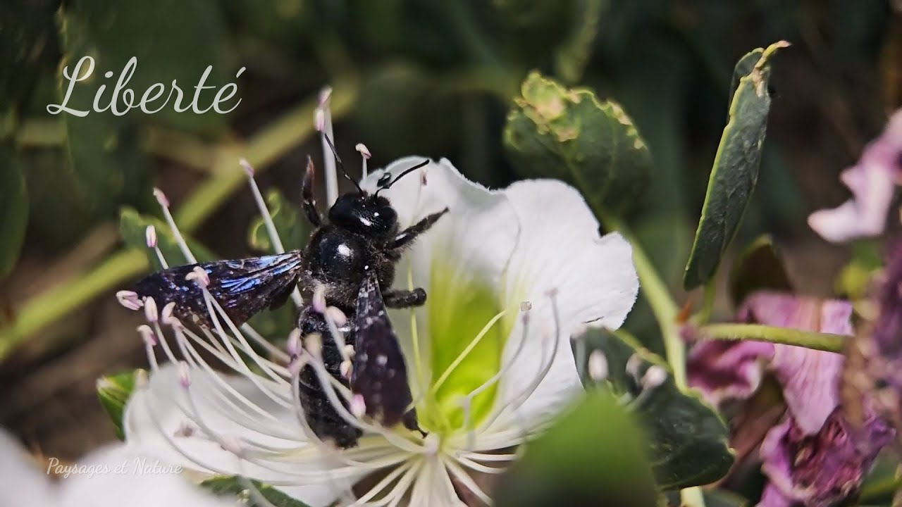 Liberté    Magnifique travail d' insectes sur des fleurs