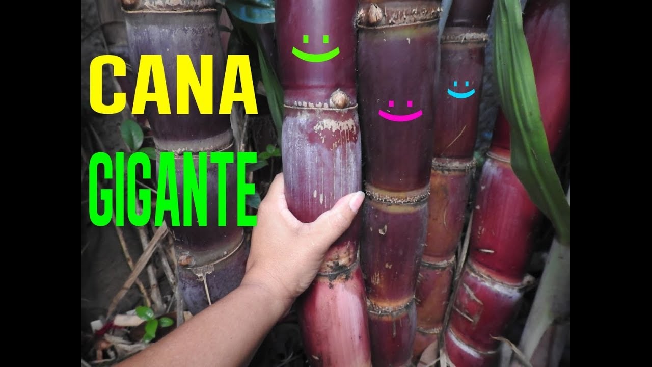 👉 INCRÍVEL CANAS GIGANTE  NO MEU QUINTAL!! 🌱🌱🌱
