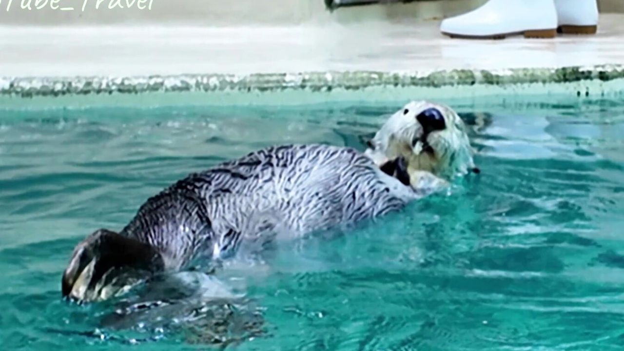 ラッコ メイちゃんのもぐもぐタイム🦑🧊🐾 #鳥羽水族館 #seaotter #meoTube_Travel