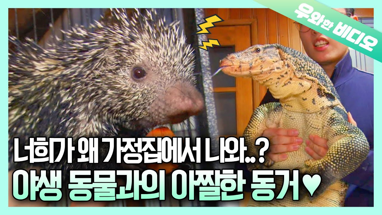 Волшебная рука, превращающая ящериц в нежных овец