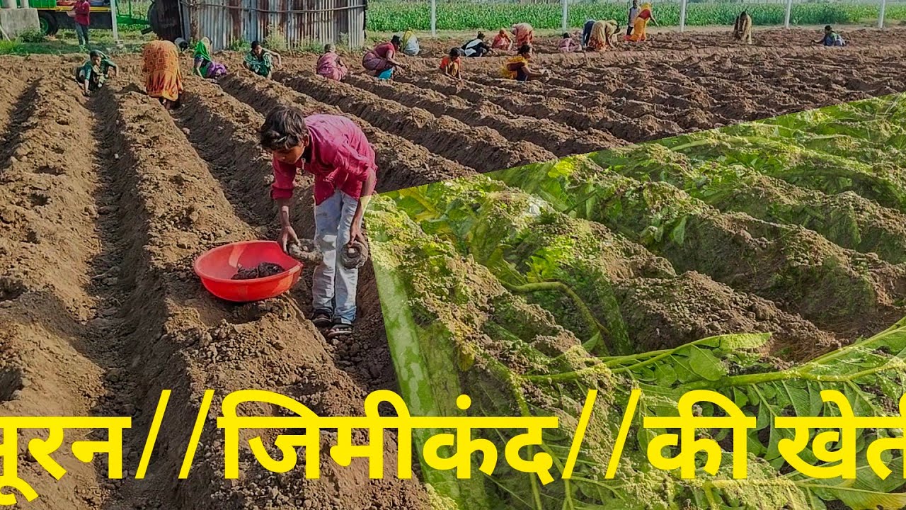 सूरन लगाने की रीत//सूरन की खेती कैसे करें//Suran ki kheti kaise karen//jimikand ki kheti 🙏🙏