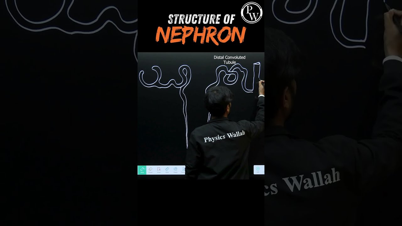 Structure of Nephron Diagram🧠 #pwenglish #science #biology
