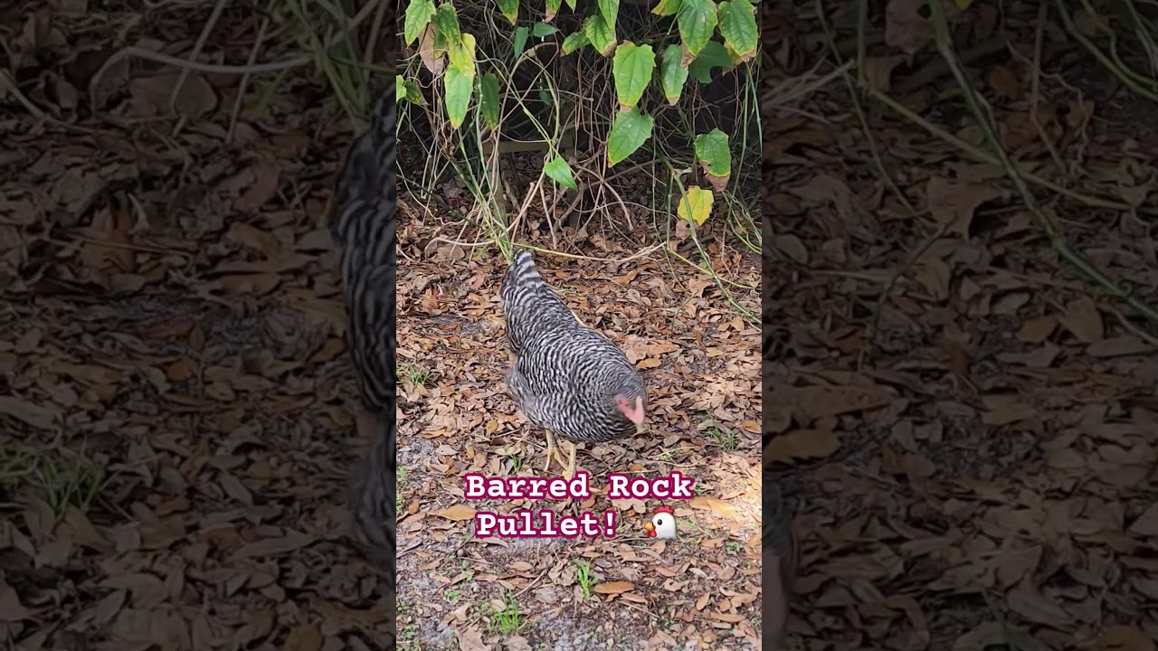 12 Week Old Barred Rock Pullet! #pullets #chickens #chickenfun