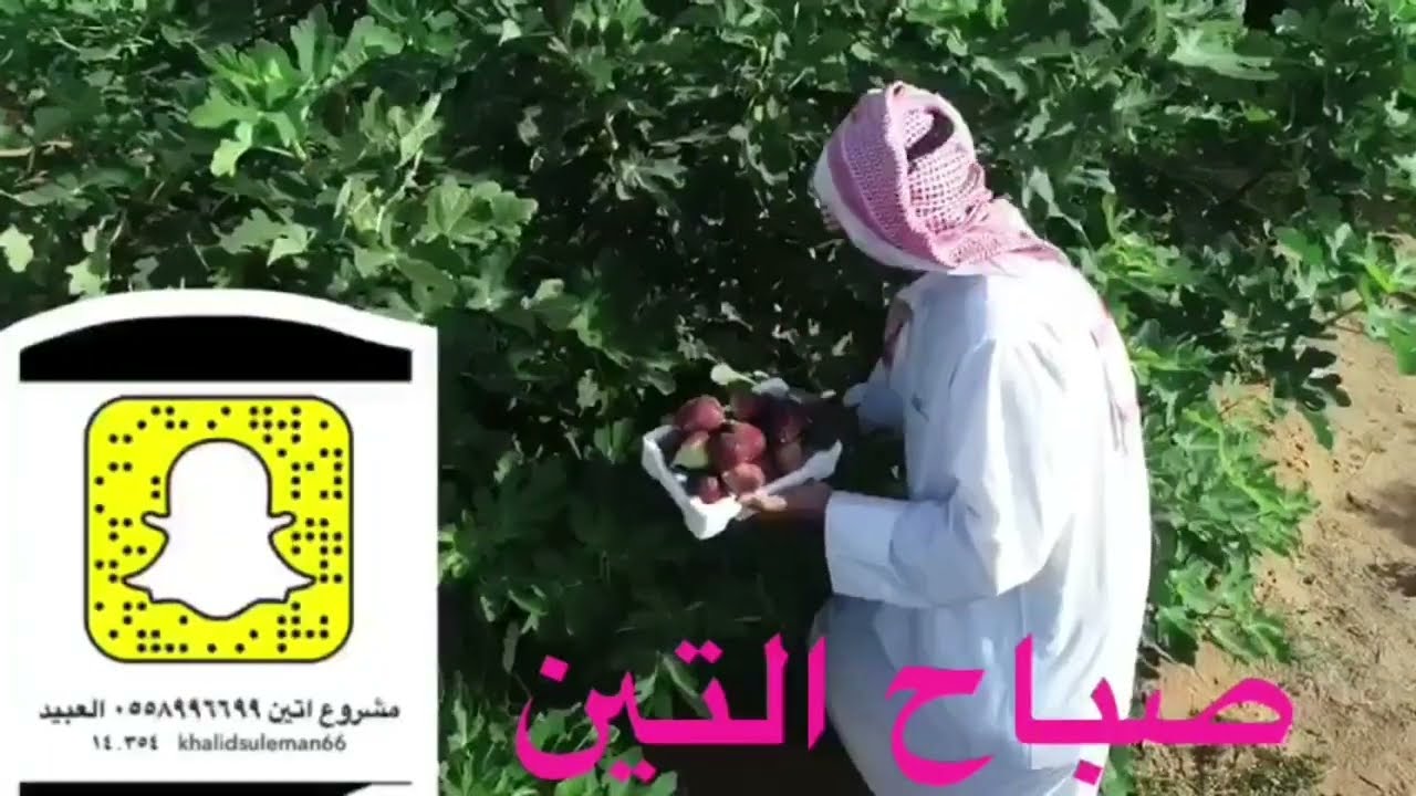 جميع توصيات خالد العبيد في زراعة التين التسميد-التعقيل-المسافات الزراعية-الري-التوصيات والوقاية.