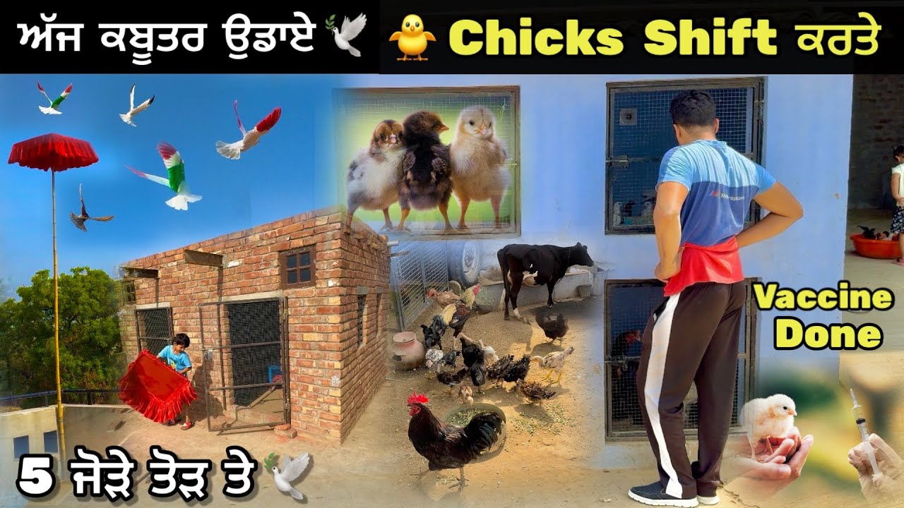 ਅੱਜ ਕਬੂਤਰ ਉਡਾਏ 🕊️|| ਚੂਚੇ Shift ਕਰਤੇ Setup ਤੇ 🐥|| 5 ਜੋੜੇ ਤੋੜ ਤੇ || #kabootar #petsvlog
