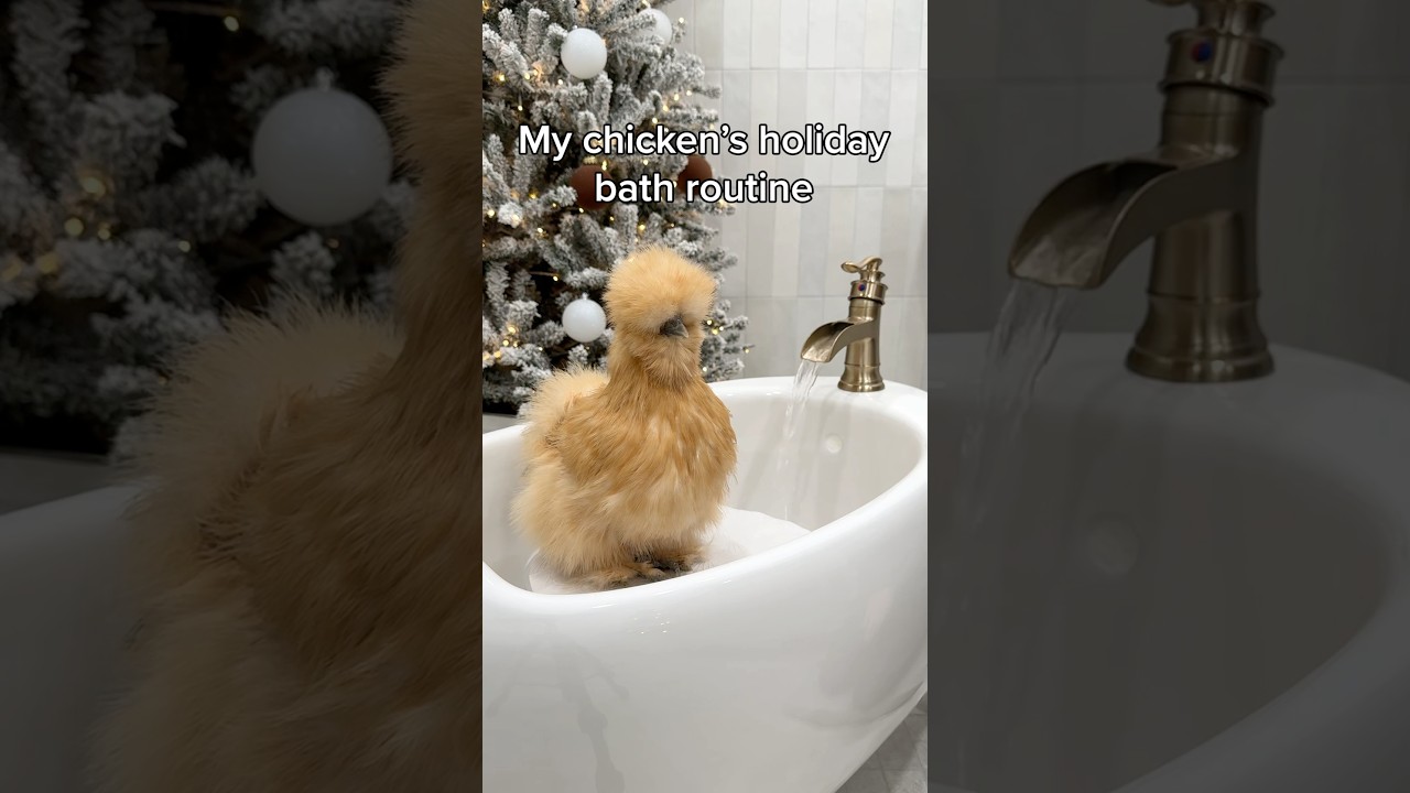 My Chicken&rsquo;s Christmas Bath Routine 🫧