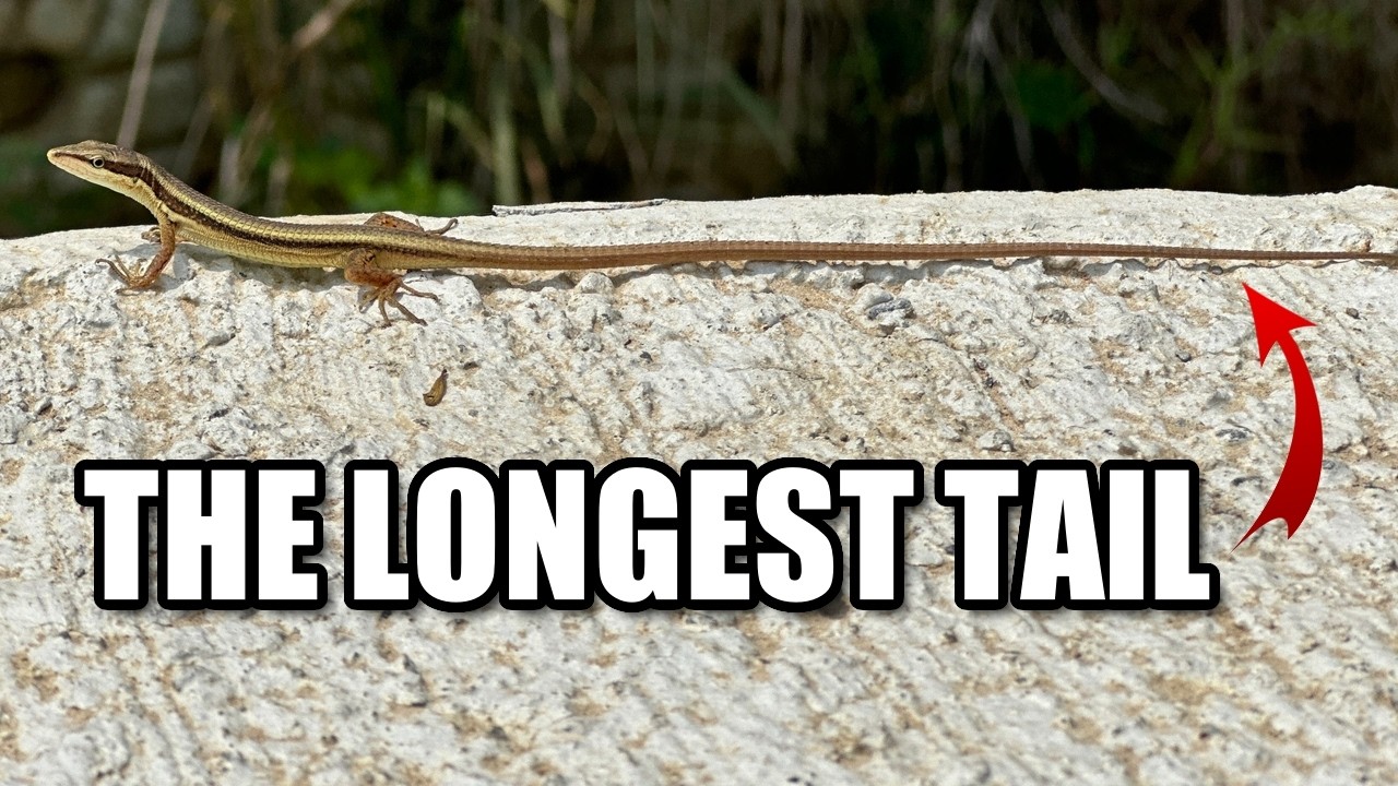 Grass Lizard Facts: a LONG TAILED Lizard 🦎 Animal Fact Files