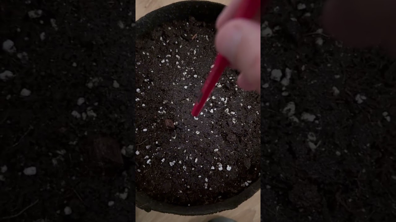 Готовлю горшок 12 литров и высаживаю OG Kush auto by Barneys