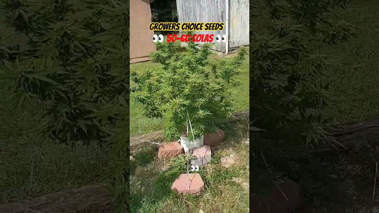 #420