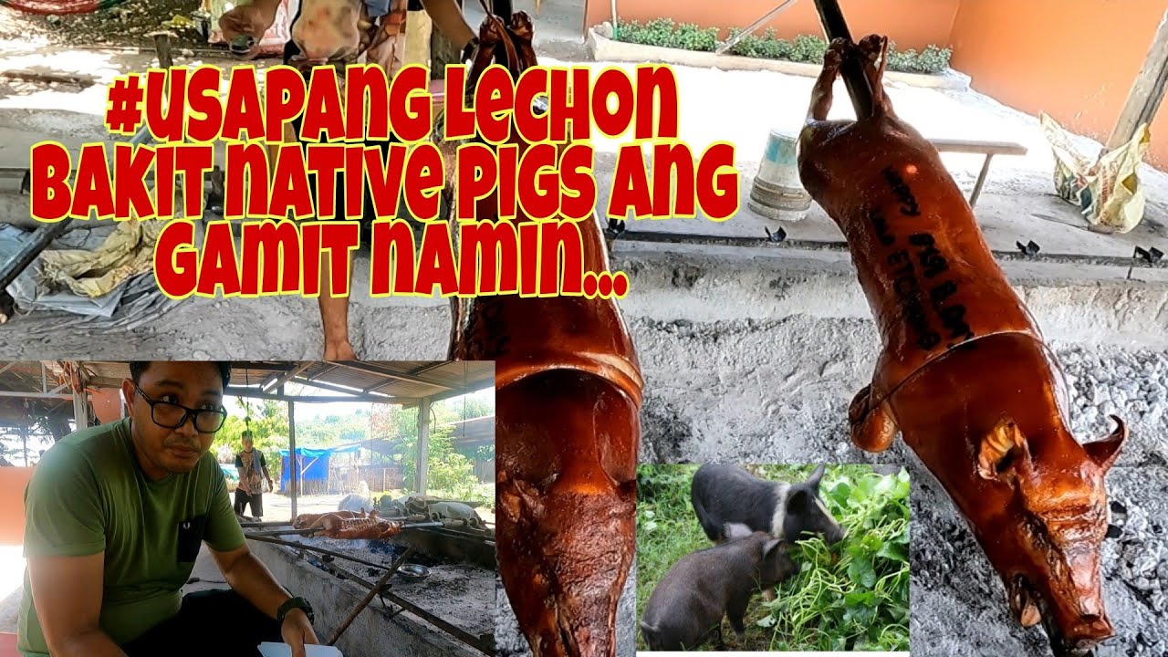 #UsapangLechon... Native Pigs pa rin ang magandang pang Lechon...