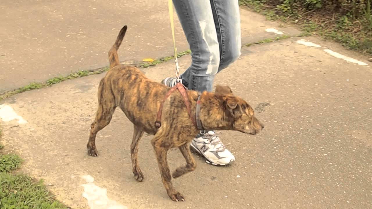 Buddy the Brindle Formosan Mix is looking for a home