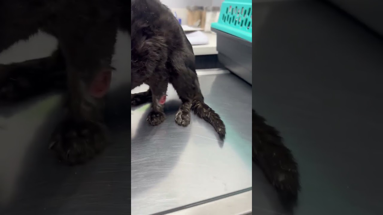 ACTIVE INVESTIGATION: Kitten Found Clinging to Life, Injuries Reveal He Was Hogtied [STORY BELOW]