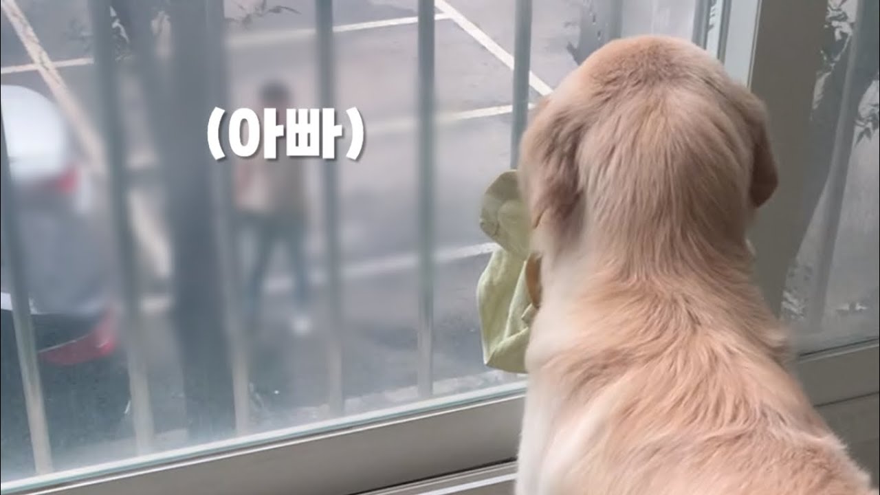 아빠가 퇴근하고 집에오자 서글프게 우는 리트리버 반응😭🥹
