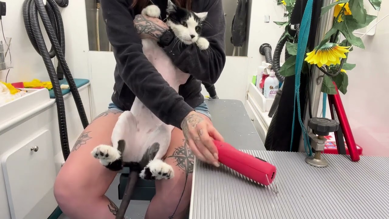 How to Hold Your Cat for Belly Shaving &mdash; Calm & Safe! 🐱✂️