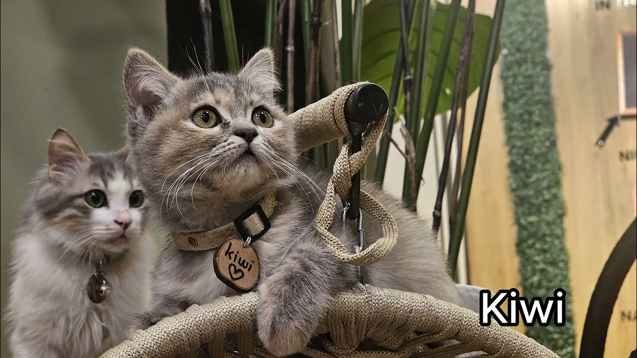 Cats of Cat jungle