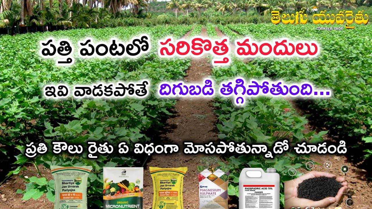 పత్తిలో దిగుబడిని పెంచే సరికొత్త ఎరువులు | పురుగు మందులు | పరిపూర్ణమైన శాస్త్రీయమైన వివరణ