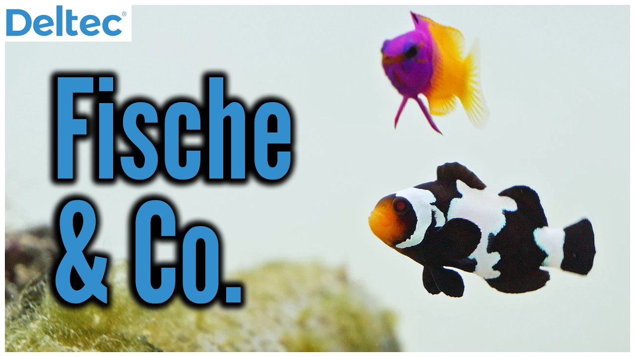 Knallkrebse, Symbiosegrundeln & mehr bei @mrutzekmeeresaquaristik | Deltec