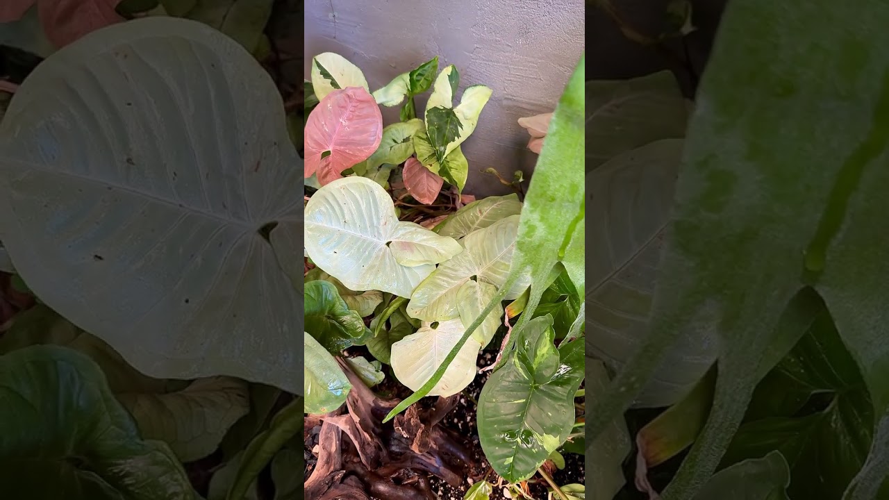 Backyard garden - various   Syngonium  