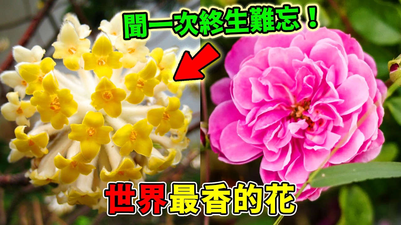 全世界最香的10種花！桂花只能墊底，第一名像蘋果、香蕉加哈密瓜混在一起，聞過一次終身忘不了！