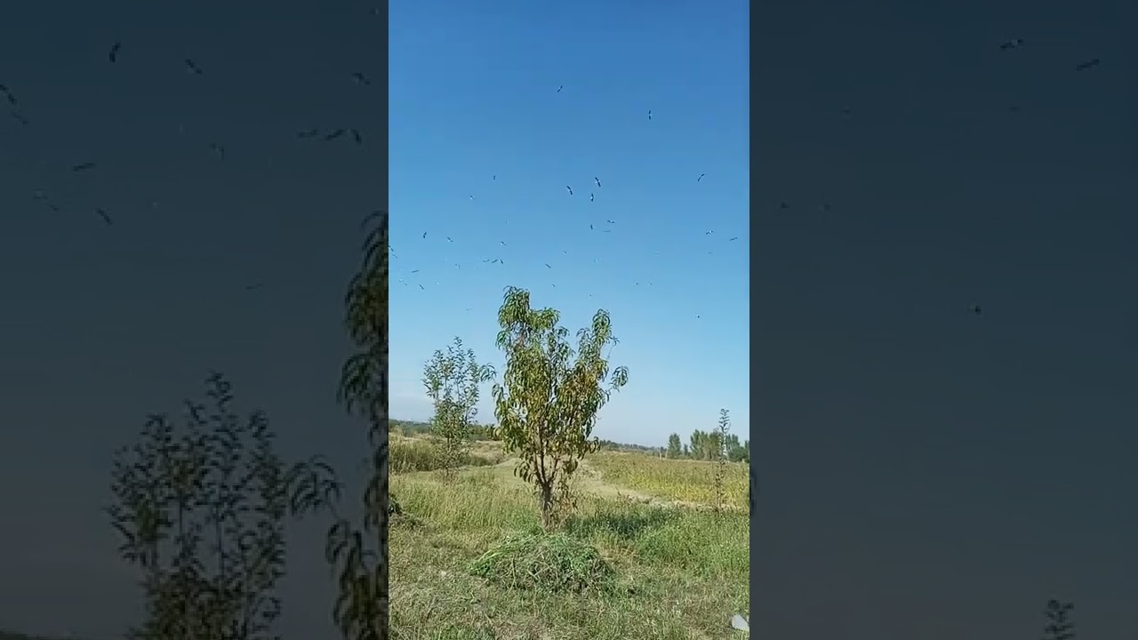 laylak аист stork