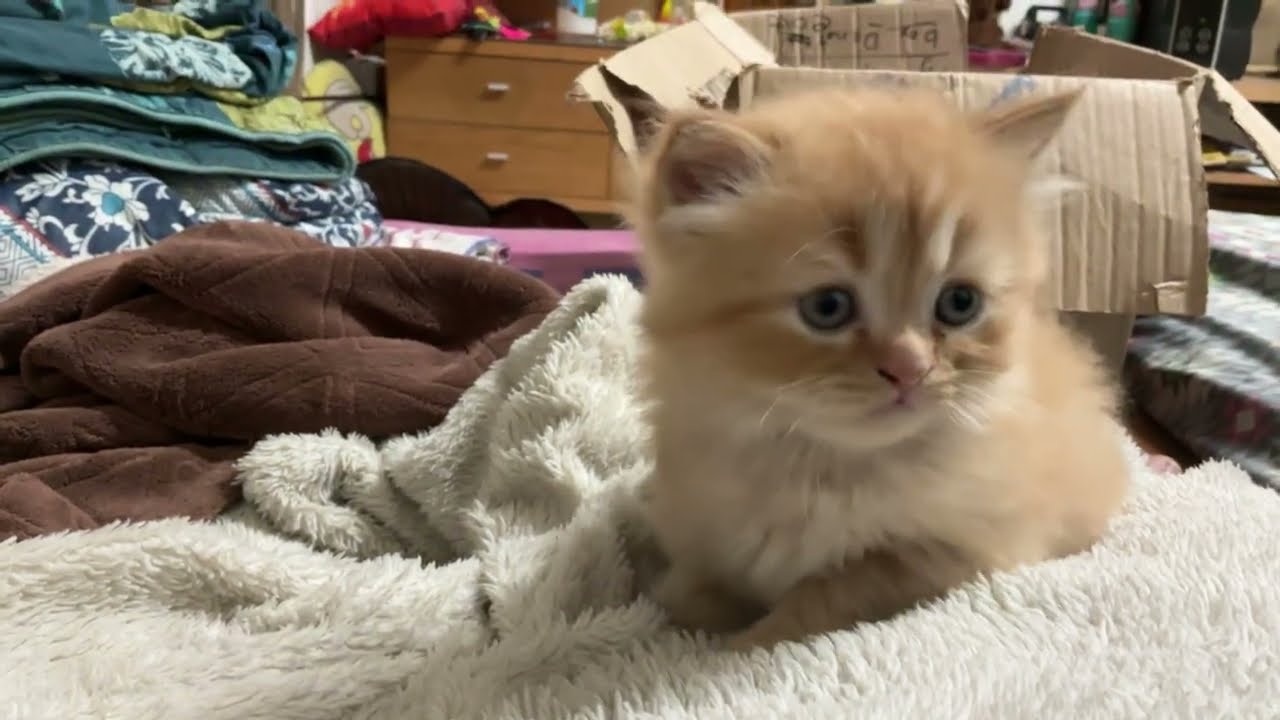 Little kitty