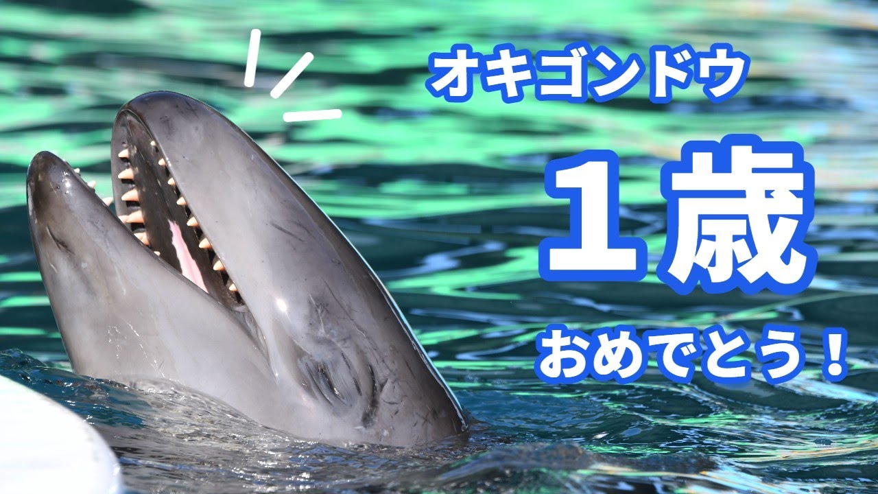オキゴンドウの子どもが1歳を迎えました！