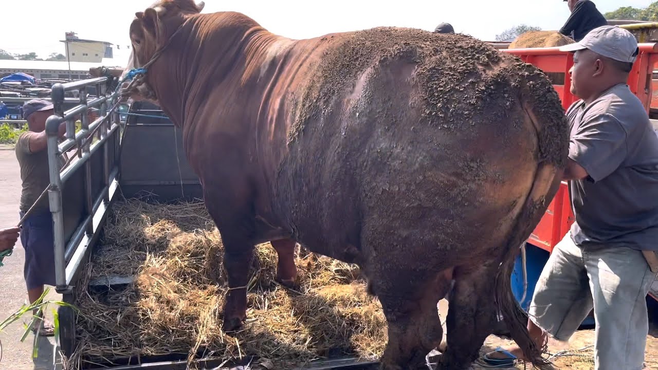 SAPI JUMBO 60juta ❗️MUTER MUTER SAMPAI SIANG CUMA LAKU SEGINI 🔥🔥🔥