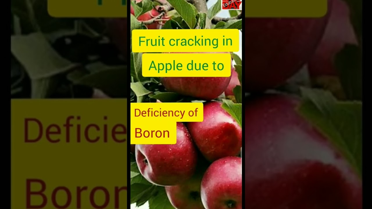 Fruit cracking in apple due to | #Short #LastDayEducation