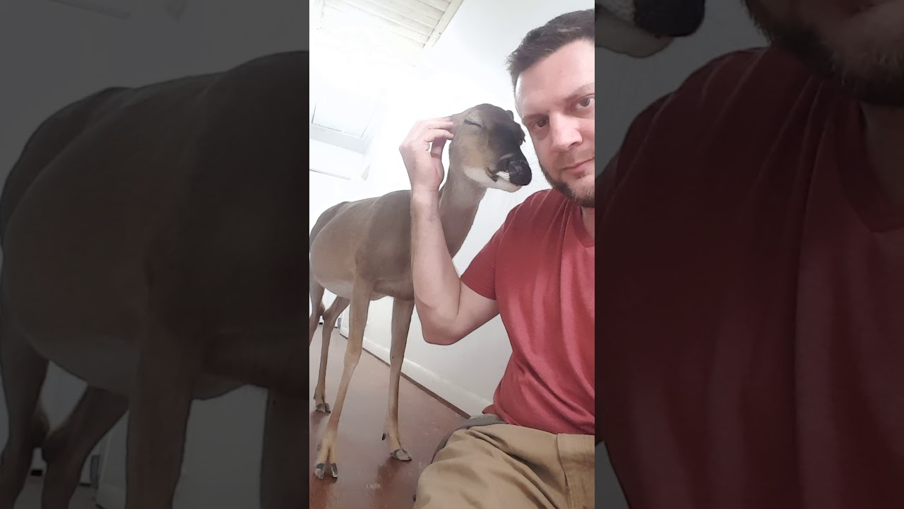This Deer walks into our House
